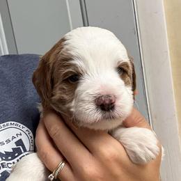Orange Collar - Parti male Goldendoodle puppy in Winchester, Tennessee from Mahaffey’s Doodles