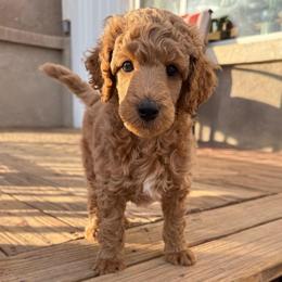 Buttercup - Apricot male Poodle puppy in Peyton, Colorado from Fuzzybottoms Ranch LLC