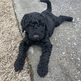 Labradoodle Puppies from Ross Farm Doodles