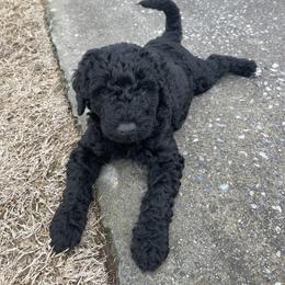 Labradoodle Puppies from Ross Farm Doodles