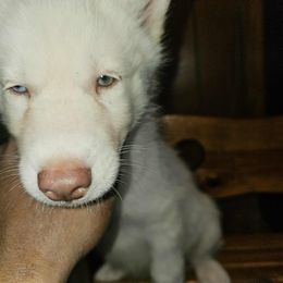 Siberian Husky Puppies from Jackson's Siberians