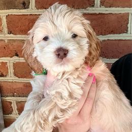 Joel (green) - Cream male Cockapoo puppy in Denver, Pennsylvania from Greenview Puppies
