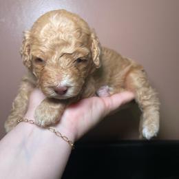 Palmer - Red male Bernedoodle puppy in Port Saint Lucie, Florida from Eastside Paws LLC