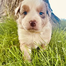 LYRA - Red merle female Australian Shepherd puppy in Vernal, Utah from Dancing M Kennels