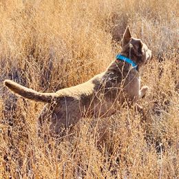 Chesapeake Bay Retrievers from Broken Wagon Farms