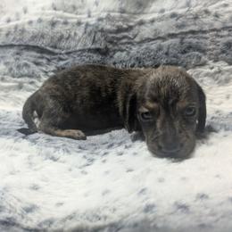 3 Cream brindle - Brindle female Dachshund puppy in Central Point, Oregon from MRS Long Dog Ranch