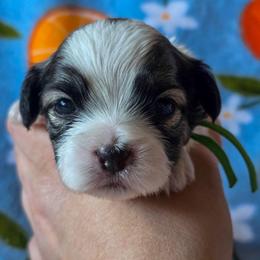 Mr. Green - Green Collar - Brown and white male Shichon puppy in Troy, Ohio from Ever After Tails