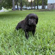 Mew - Liver male Boykin Spaniel puppy in Goose Creek, South Carolina from Camelot Creek Kennels