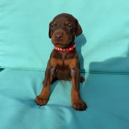 Red Female - Red and rust female Doberman Pinscher puppy in Madison, Indiana from Jensen Dobermans and Dachshunds