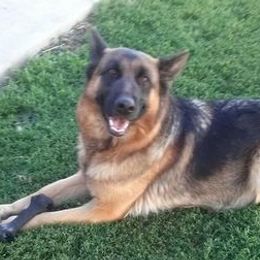 German Shepherds from Carrithers Kennels