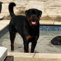 Boy 2 - Black and tan male Rottweiler puppy in Danieslville, Georgia from Bronx Von Bridges Rottweilers