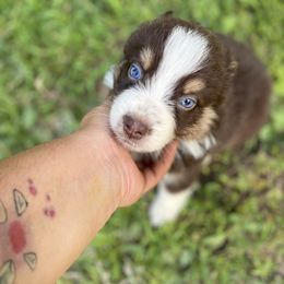 Australian Shepherd, Miniature American Shepherd, and Toy Australian Shepherd Puppies from Blue’s Family Aussies
