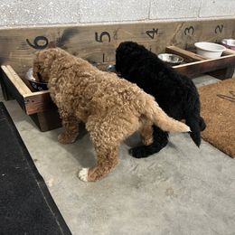 Saint Berdoodle Puppies from Highland Ridge Doodles