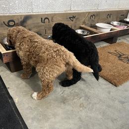 Saint Berdoodle Puppies from Highland Ridge Doodles