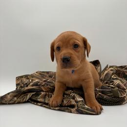 Blue - Yellow male Labrador Retriever puppy in Heath Springs, South Carolina from Rich Hill Retrievers