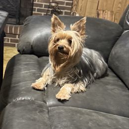 Ellie - Yorkshire Terrier