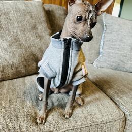 Chihuahua and Chinese Crested Puppies from Western Kentucky Chihuahua’s and Chinese Crested’s