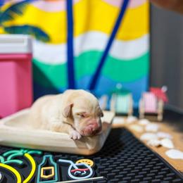 Spritz (Black Collar) - Yellow male Labrador Retriever puppy in Green Lake, Wisconsin from Breezy Retrievers