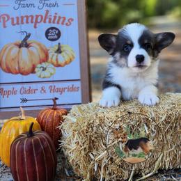 Elvis - Gray and white male American Corgi puppy in Cameron, North Carolina from Butts Family Corgis