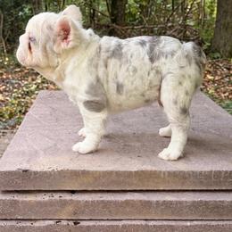 Iceman - White male French Bulldog puppy in Reading, Pennsylvania from Roxy & Co.