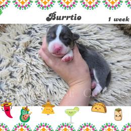 Burrito - Gray and white male American Corgi puppy in Mansfield, Ohio from Moonrise corgis
