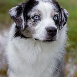 Reina - Miniature Australian Shepherd