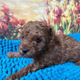 Marshall - Red  male Poodle puppy in Lawrenceburg, Tennessee from LUV Poodles and Maltipoos