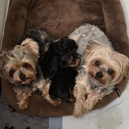 Yorkshire Terrier Puppies from YORKIE BY THE LAKE