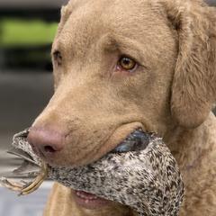 Chesapeake Bay Retrievers from Cypress Pine Kennels