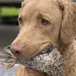 Chesapeake Bay Retrievers from Cypress Pine Kennels