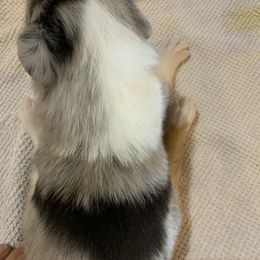 "Merle Boy #3 DOB 12/05/22" Collie Puppies from ColliesOklahoma