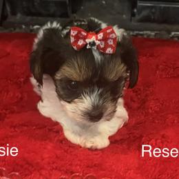 Rosie - Black tan and white female Biewer Terrier puppy in Brooks, Georgia from Brooks Beauties