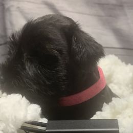 Girl 2 - Miniature Schnauzer puppy in Mountain Home, Idaho from Kissack Kennels