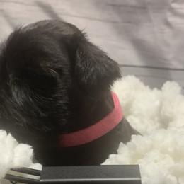 Girl 2 - Miniature Schnauzer puppy in Mountain Home, Idaho from Kissack Kennels