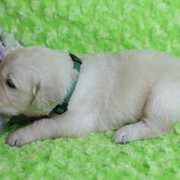 Parents Have Excellent Health Test's- 5th pick - Light golden male Golden Retriever puppy in Pasadena, Maryland from Promise Land