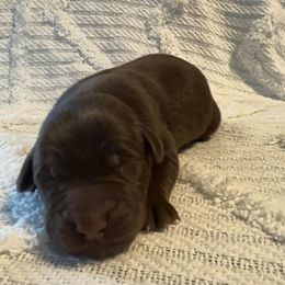 Booker - Chocolate male Labrador Retriever puppy in Lucasville, Ohio from Backwoods Labradors