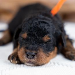 Cypress - Phantom male Bernedoodle puppy in Erda, Utah from Country Lane Doodles