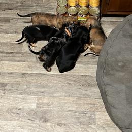 Dachshund Puppies from Witchy Woman’s Wiener’s