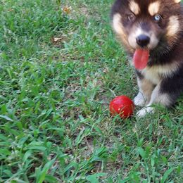 Alaskan Husky Puppies from Mawlawi Huskies