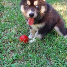 Alaskan Husky Puppies from Mawlawi Huskies