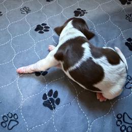 Girl 2 - Liver and white female English Springer Spaniel puppy in Findlay, Ohio from Flag City Springers