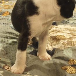 Boston Terrier Puppies from Lotus Life Puppies