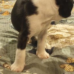 Boston Terrier Puppies from Lotus Life Puppies