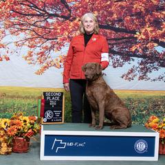 "Gypsy" Chesapeake Bay Retriever All Grown Up from Shiloh Ridge Retrievers