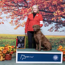 "Gypsy" Chesapeake Bay Retriever All Grown Up from Shiloh Ridge Retrievers