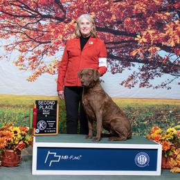 "Gypsy" Chesapeake Bay Retriever All Grown Up from Shiloh Ridge Retrievers
