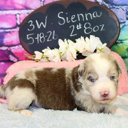 Firefly....Sienna - Red merle female Australian Shepherd puppy in Levelland, Texas from Once Upon a Time Aussies