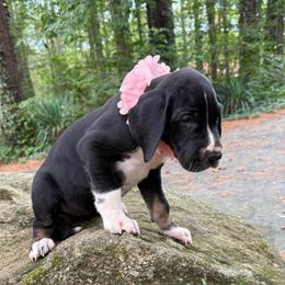 Black Mantle Tanpoint - Black and white female Great Dane puppy in Greenville, South Carolina from Allen’s Ridge Ranch