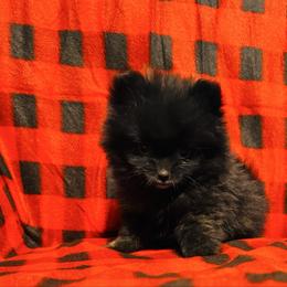 Rubio - Black male Pomeranian puppy in Harrisonville, Missouri from Cindy's Pomeranians