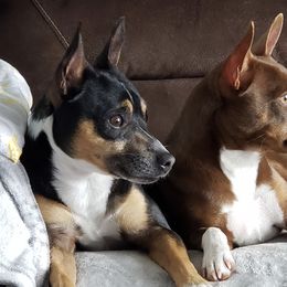 Rat Terriers from Lapis Lazuli Rat Terriers